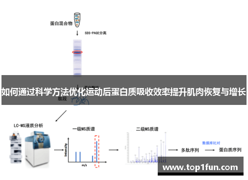 如何通过科学方法优化运动后蛋白质吸收效率提升肌肉恢复与增长